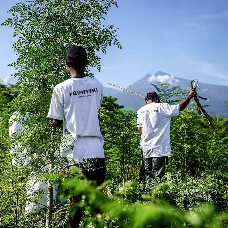 Harvesting on the Primitiva plantation in Lombok, with Mount Rinjani in the background